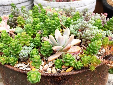 セダムの寄せ植え｜作り方やおしゃれに作るコツ、植えた後の管理はどうする？