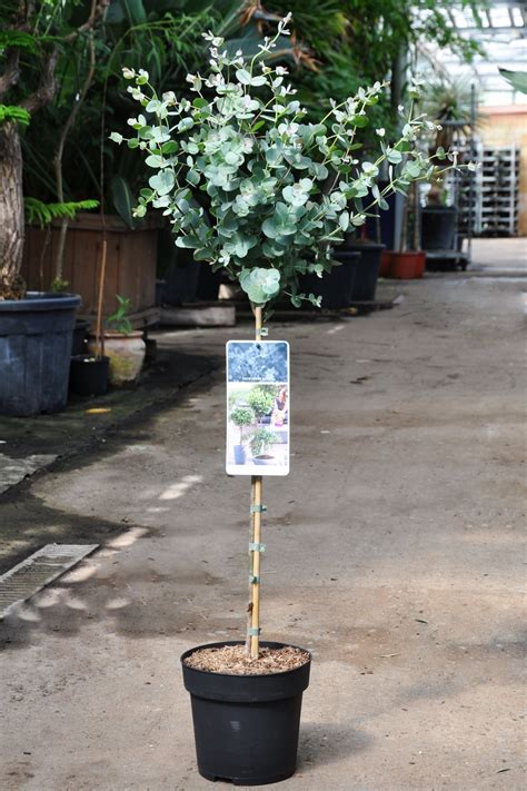 Eukalyptus Azura Blaugummibaum Stämmchen Plants Flower garden