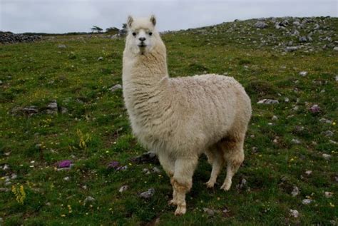 Llama - Bounty of the Andes - Wander Lord