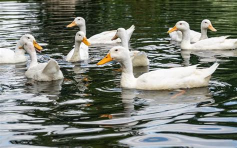 How to Keep Runner Ducks? - LearnPoultry