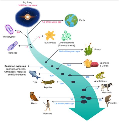 History On Prehistoric Earth Evolution Darwins Theory Atmosphere