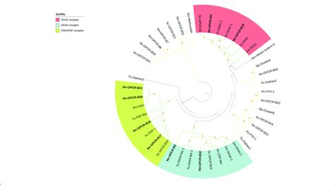 Phylogenetic Tree Of Secretin Class Gpcr Gpcr B Of N Norvegicus Download Scientific