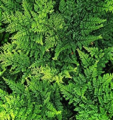 Dryopteris Dilatata Lepidota Cristata Pajzsika P Fr Ny