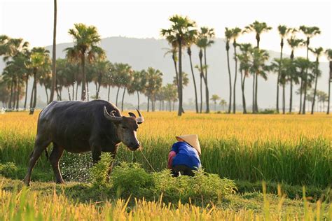 Thanh Hoa photography tour - Photograph the traditional lifestyle