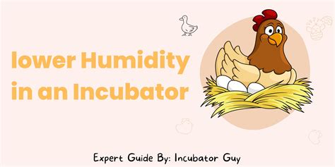 How To Lower Humidity In An Incubator For Successful Hatching