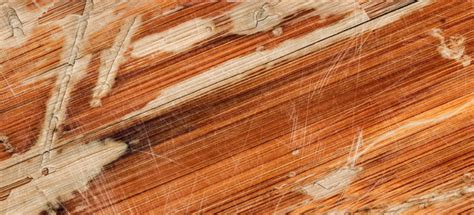 Laminate Flooring Repairs Buckling Clsa Flooring Guide