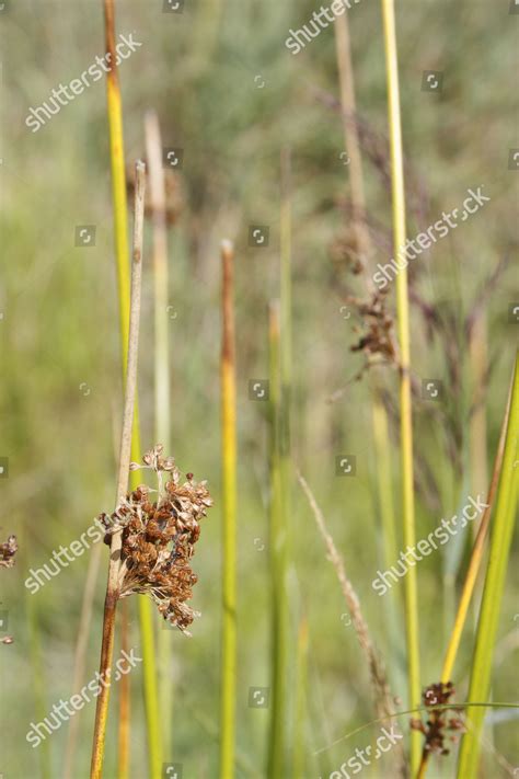 Great Fen Sedge Cladium Mariscus Fruit Editorial Stock Photo Stock