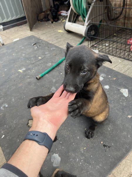 Belgian Malinois K9 Puppies for Sale