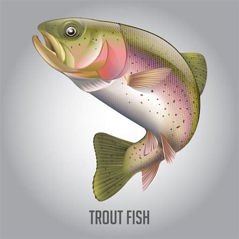 Premium Vector Trout Fish Vector Illustration