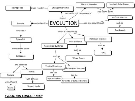 Evolution Concept Map Answers Key Daffie Constancy