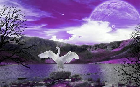 Swan Wallpapers - Wallpaper Cave