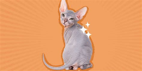 Naked Cat Breeds Which Cat Breeds Are Hairless Dutch Atelier Yuwa