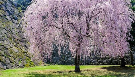 Weeping Cherry Tree Size: Affecting Factors & Examples - Rennie Orchards