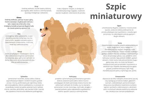 Szpic Miniaturowy Pomeranian Charakter Cena Wady Zalety Pieselek Pl