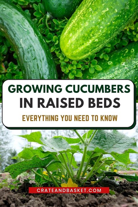 Tips And Trick For Growing The Best Cucumbers Artofit