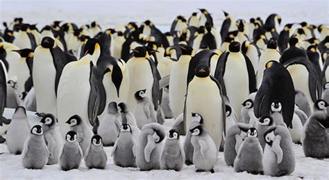 PENGUINS! Where & how to see penguins in their natural habitats