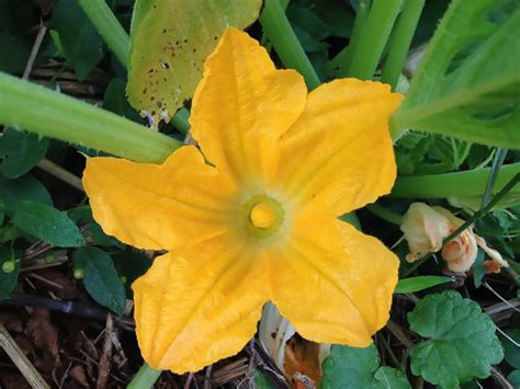 fleur courgette mâle 580x435 Pollinisation manuelle des courgettes