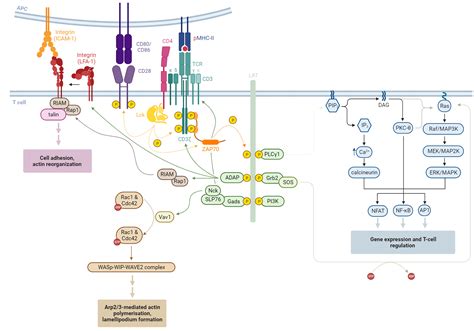 T Cell Signaling Biorender Science Templates