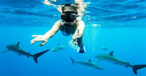 Enhance Your Swimming With Sharks Experience Baja Shark Experience