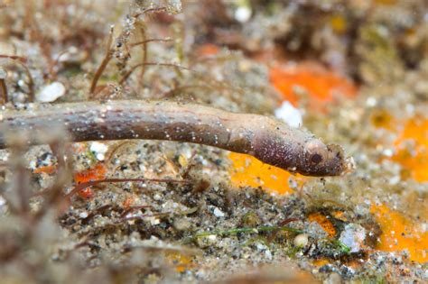 Dusky Pipefish