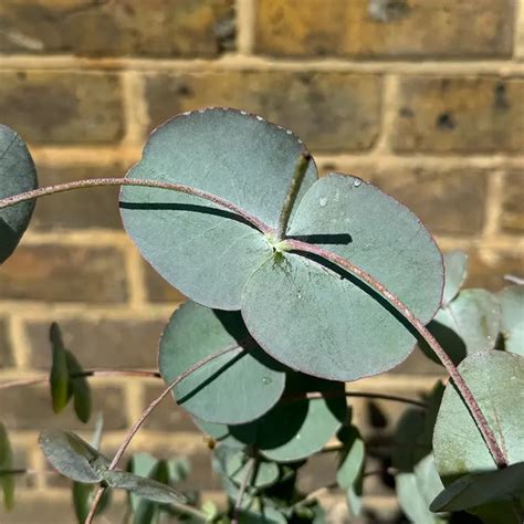 Eucalyptus Gunnii Silver Dollar Pot Size L Cider Gum Tree The