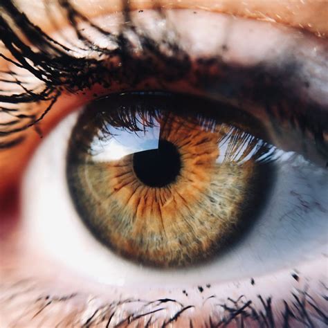 Lab Grown Retina Could Restore Vision Curious Times