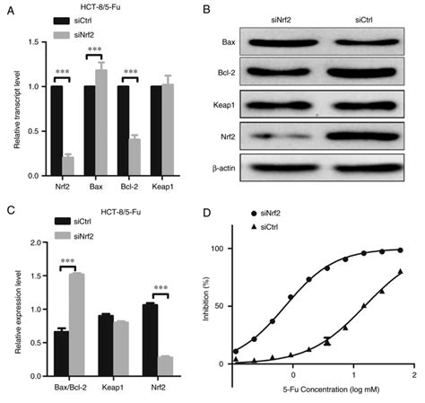 Nrf2 Is A Key Factor In The Reversal Effect Of Curcumin On Multidrug