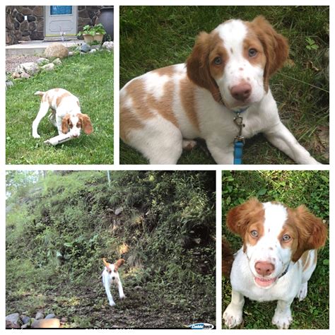 Pin By Jane Moody On Happy Brittany Puppies Doggy Brittany Spaniel