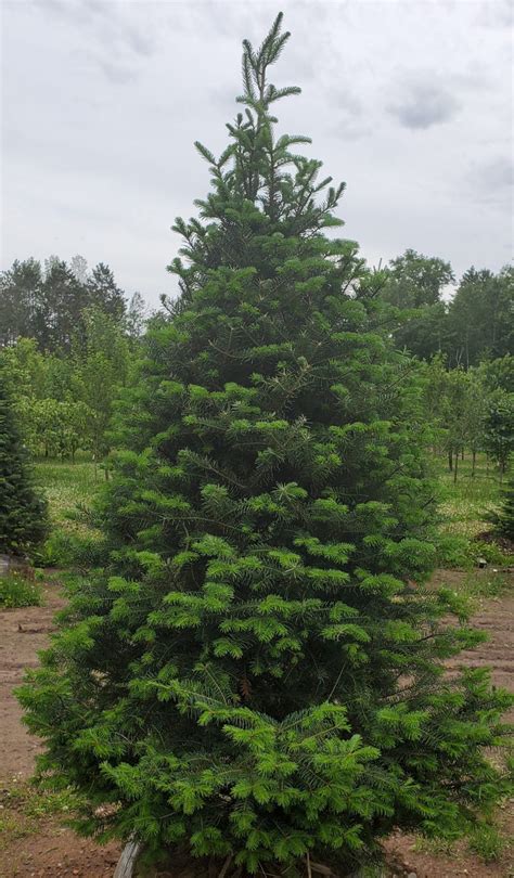 Fir Balsam Birchfield Nurseries