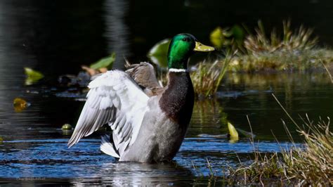 Mallard Preening A Healthy Habit Pacific Northwest Pictorial™