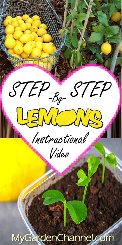 How To Grow Lemon Trees From Seeds Instructional Video Planting Lemon Seeds Growing Lemon