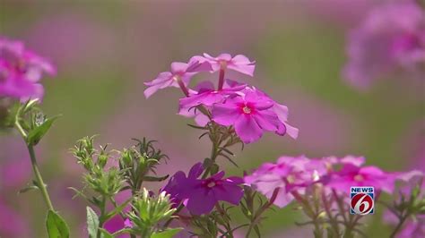 Florida Native Wildflowers | Best Flower Site