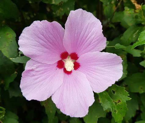 Aphrodite Rose Of Sharon Althea Shrub For Sale Buying And Growing Guide