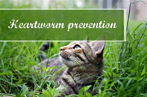 Best Heartworm Prevention For Cats - The Fluffy Kitty