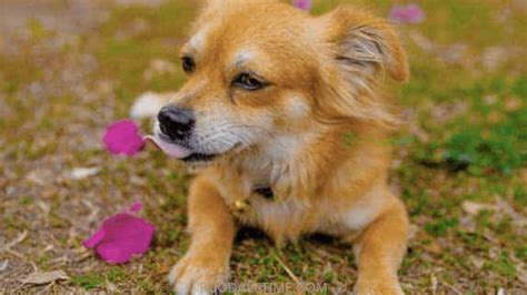 What Are The Dangers Of Bougainvillea To Dogs Cats And Other Animals