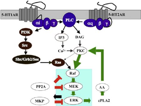 Signaling Pathways Of Map Kinase Activation Mediated By Human Serotonin