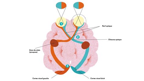 Le Chemin De L Information Visuelle Dans Le Cerveau Entrevoir