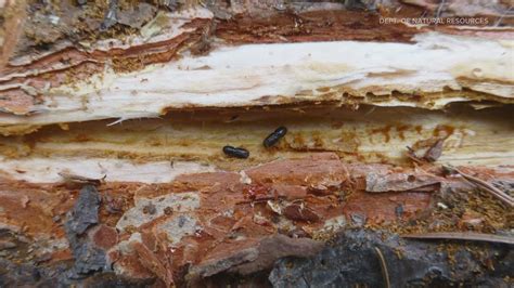 Tree Killing Bark Beetle Found In Seattle Metro Area