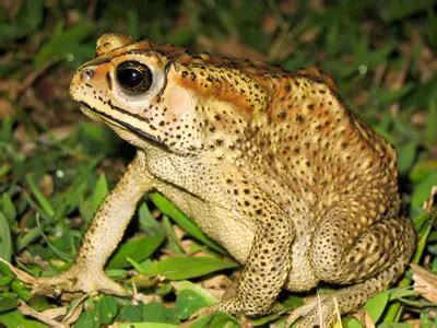 Golden Toad Facts For Kids | Unknown Facts About Golden Toads