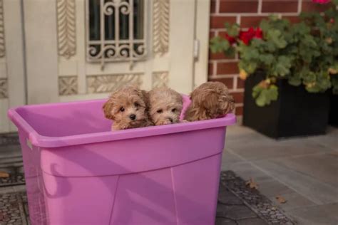 ⬇ Скачать картинки Cute puppy garden, стоковые фото Cute puppy garden в ...