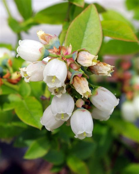 dwarf blueberries – Plants On Deck