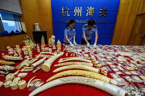 China Hangzhou Customs Ivory Smuggling Seizure