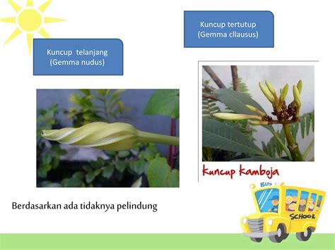 Ppt Morfologi Tumbuhan Organ Metamorfosis Ppt