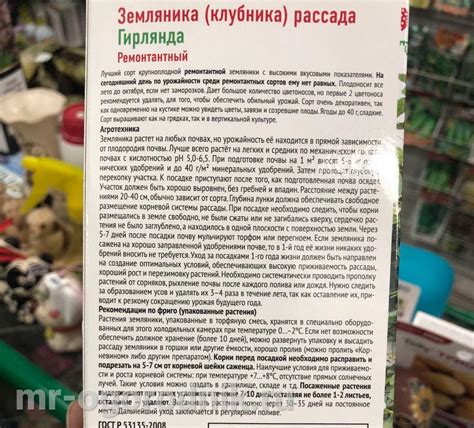 Выращивание клубники в квартире круглый год - рекомендации