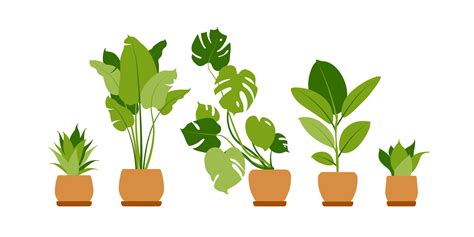 Collection Home Plants Potted Plants Isolated On White Vector Set