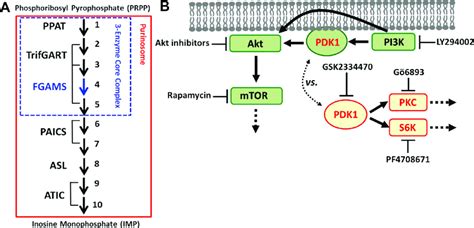 De Novo Purine Biosynthesis And Pdk1 Associated Signaling Pathways A