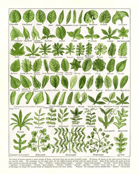 Leaf Shapes Chart Poster Morphology Diagram 5 Sizes Vintage Leaves Chart Natural Science ...