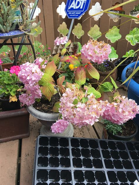 Bloom Beyond: 6 Secrets To Thriving Potted Hydrangeas