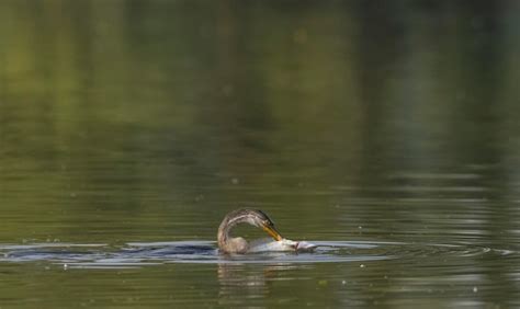 Premium Photo A Cormorant Is Swimming In A Lake With Its Head Above