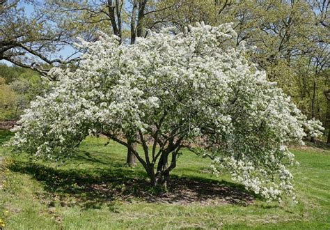 Gallery Of Native Plants Go Native Long Island